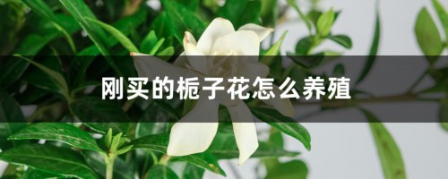 刚买的栀子花怎么养殖