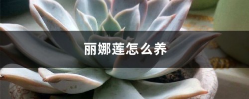 丽娜莲怎么养