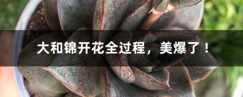 大和锦开花全过程，美爆了 !