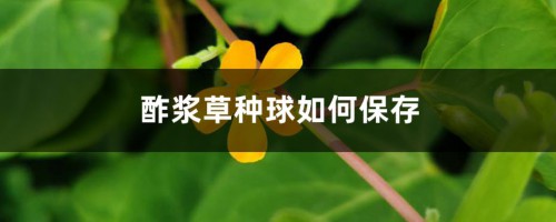 酢浆草种球如何保存